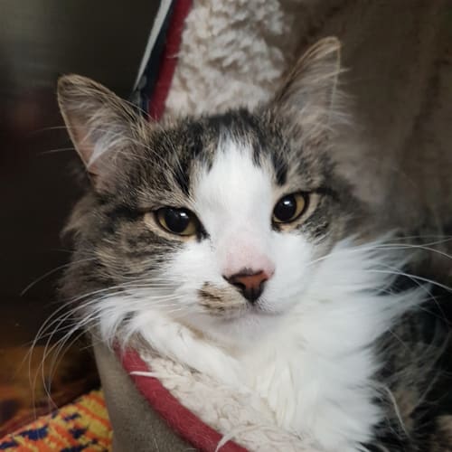 Hugo
