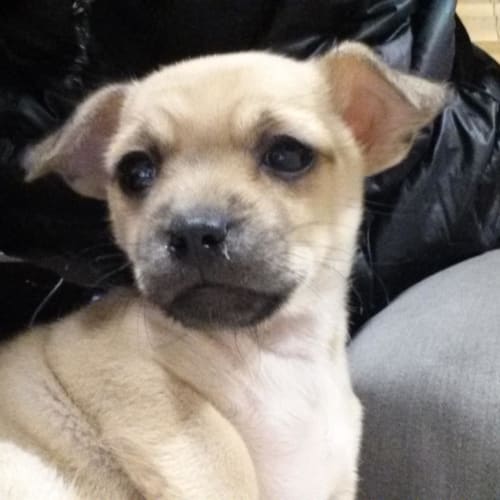 Chiku