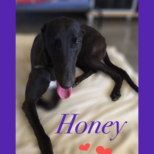 Honey