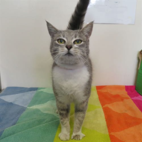 Miss Meow