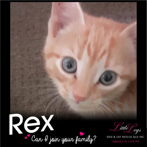 Rex