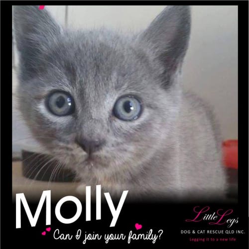 Molly