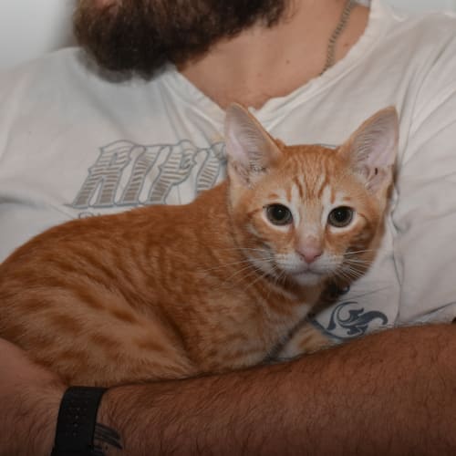 Rudy **2nd Chance Cat Rescue**