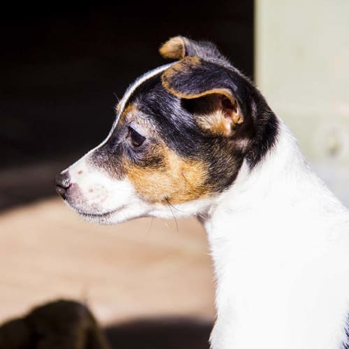 Arna ~ mini Foxy x Jack Russell (On Trial 13/8/17)