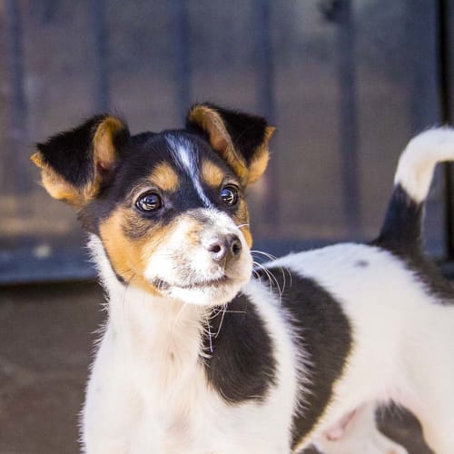 Andre ~ mini Foxy x Jack Russell (On Trial 13/8/17