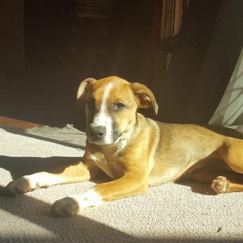 Bindi 