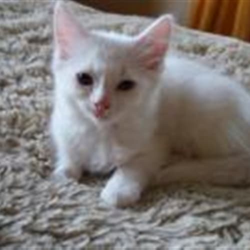 Bowie