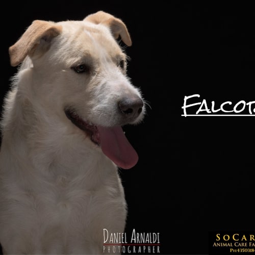 Falcor