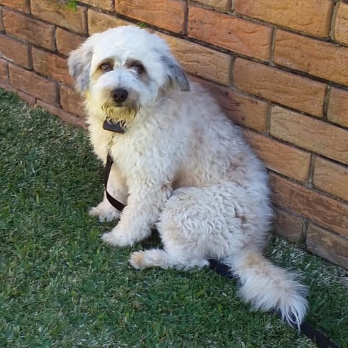Sammy