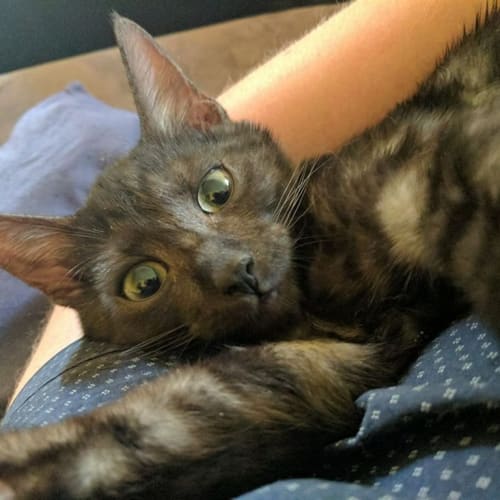 Puss Puss