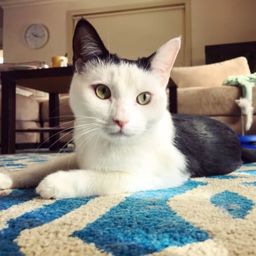 O'Malley