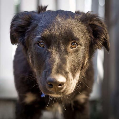 Chase ~ Lab x Golden Retriever (on trial 11/8/17)