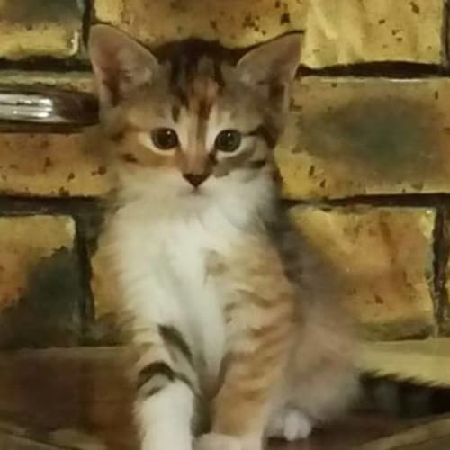 Yasha
