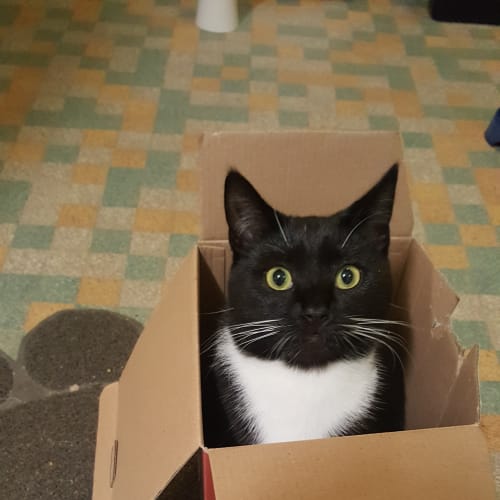 "Imogen" - Purrfect Match