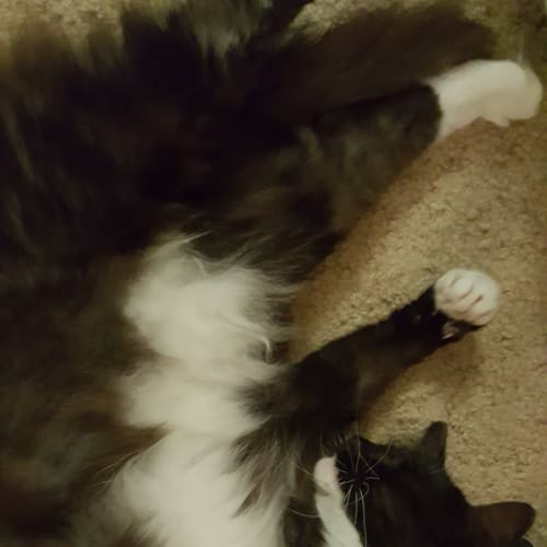 "Montana" - Purrfect Match