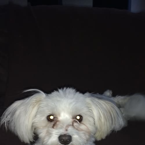 Mimi... great with kids, dogs and cats