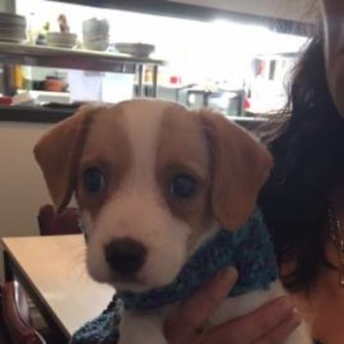 Puppy 1