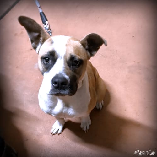 Lexi ** A Loyal Sweet Girl **