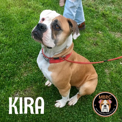 Kira the Bulldog 3YO
