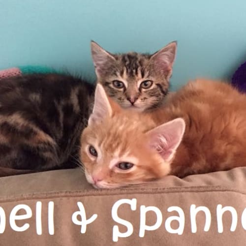 Shell & Spanner (bonded)