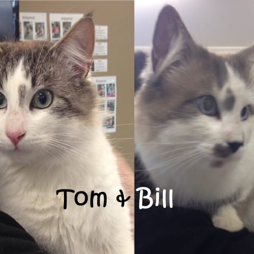 Tom & Bill (Bonded)