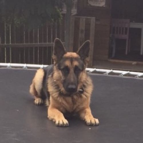 Sarge - on hold Meet and Greet on Sunday