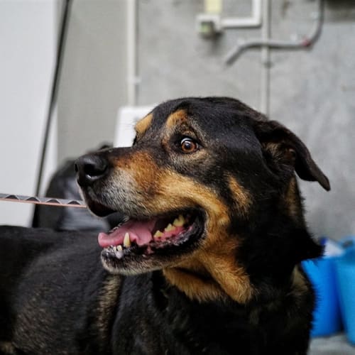 Barry(now Buffalo)