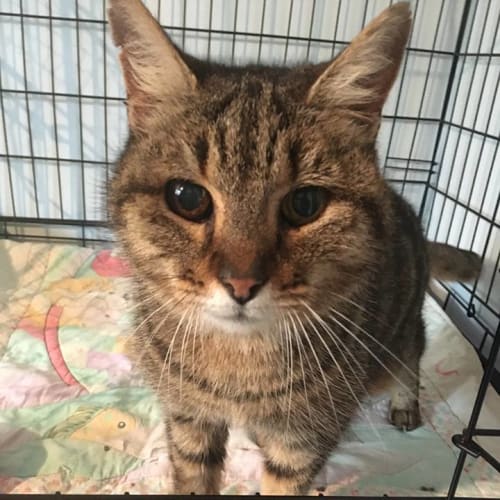 Elsie - Free to Adopt!