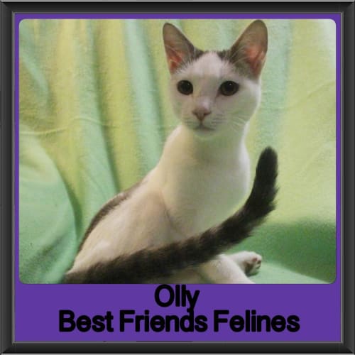Olly