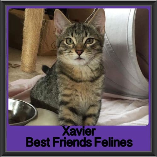 Xavier