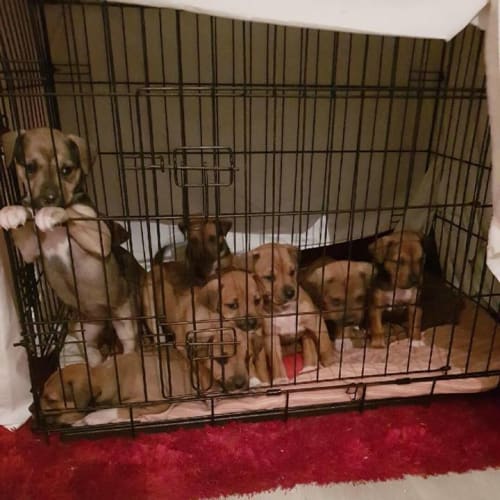 Boxer X puppies