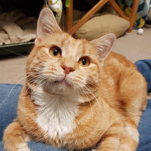 Monty