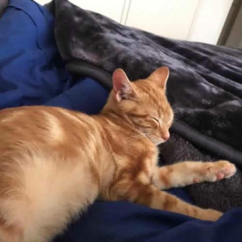 Garfield 