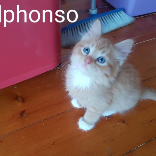 Alphonso **2nd Chance Cat Rescue**