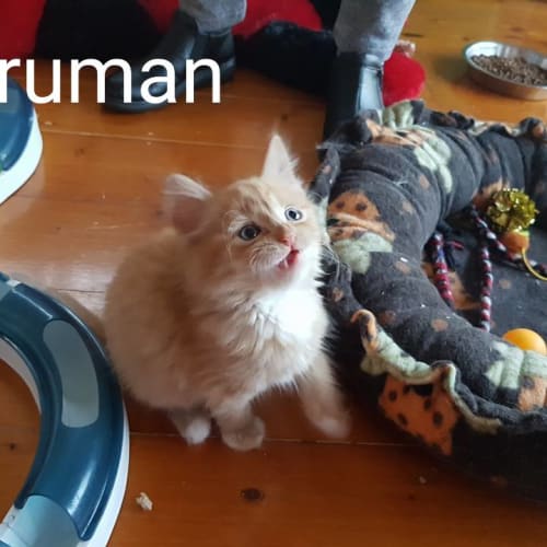 Truman **2nd Chance Cat Rescue**