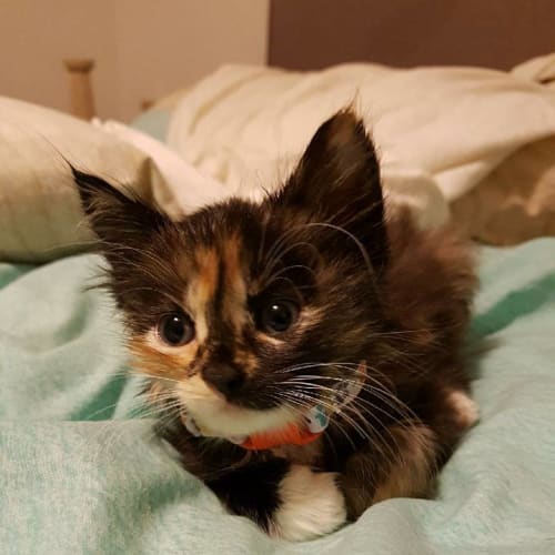 Donatella **2nd Chance Cat Rescue**