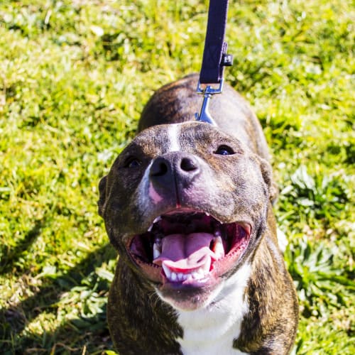 Lucas ~ cute Staffy x, boy (On Trial 26/9/17)