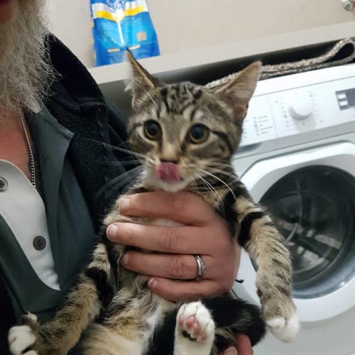 Messer  **2nd Chance Cat Rescue**