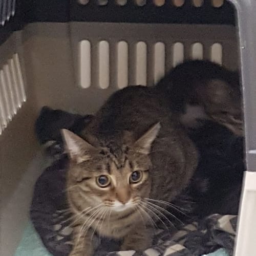 Pip **2nd Chance Cat Rescue**