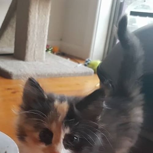 Avril **2nd Chance Cat Rescue**
