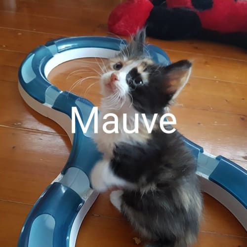 Mauve **2nd Chance Cat Rescue**