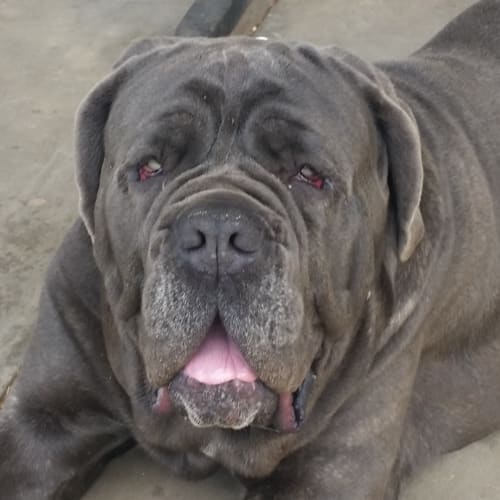 Enzo 