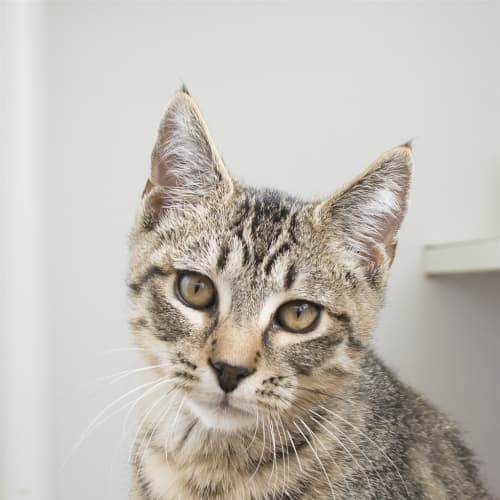 Tico