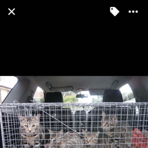 Tabby  Boys