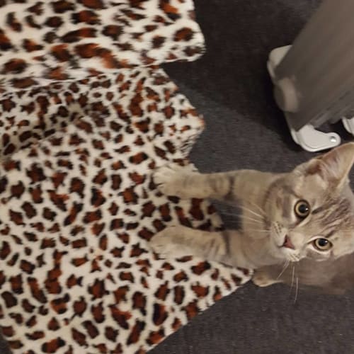 Peanut **2nd Chance Cat Rescue**