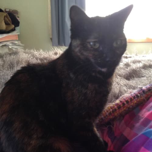 Raine **2nd Chance Cat Rescue