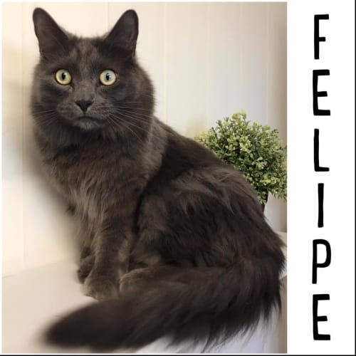 "Felipe" Needs A Home!