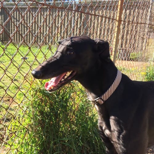 Bronson (Adoption Pending)