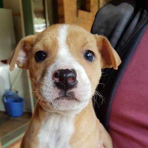 Lulu