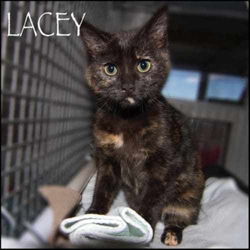 Lacey